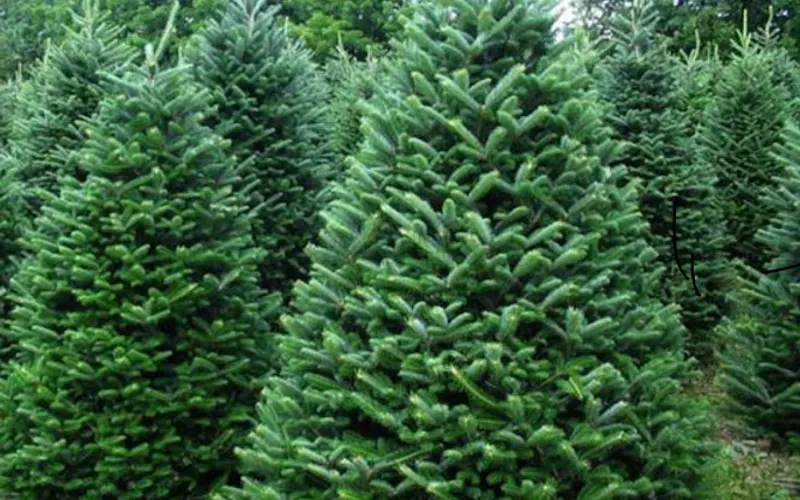 Christmas Tree Nursery Farm — Christmas tree farm