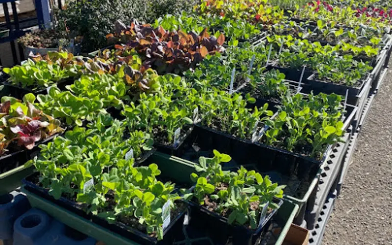 Eugene Backyard Farmer — Garden center