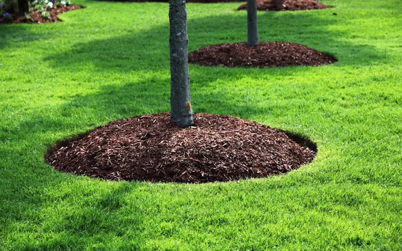 Mr. Mulch — Mulch supplier