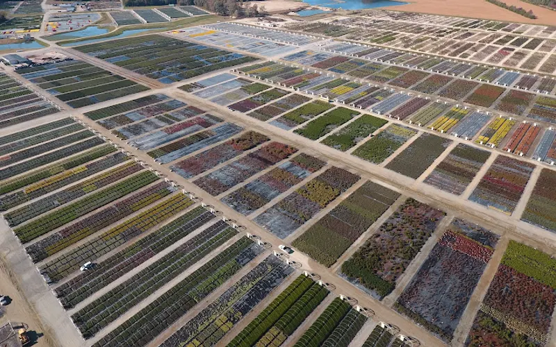 Bennett's Creek Nursery — Wholesale plant nursery