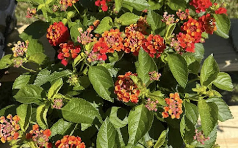 Towaliga Trading Post — Landscaping supply store