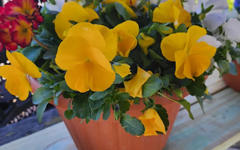 Sycamore Springs Home and Garden — Greenhouse