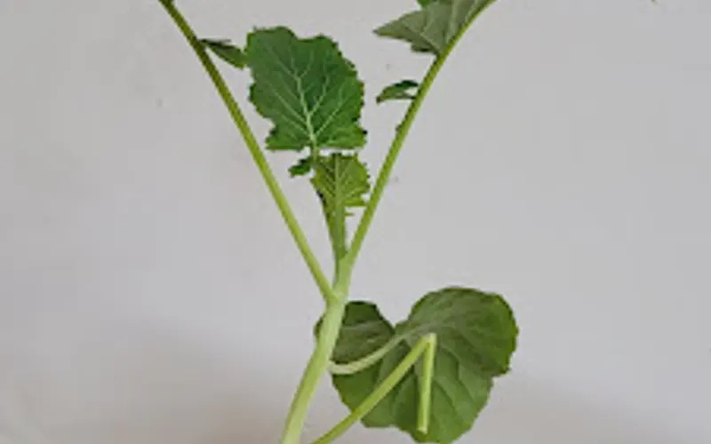Lapham Garden Center — Garden center