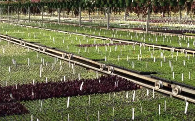 North Carolina Farms Inc — Greenhouse