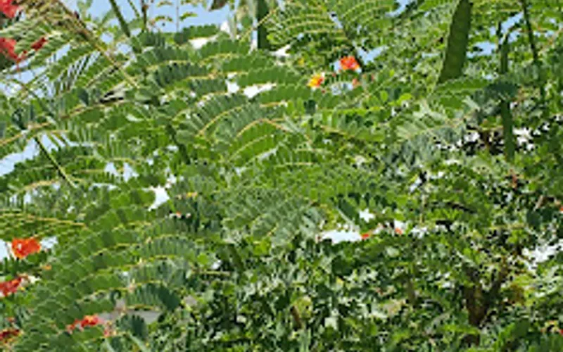 Renken's Nursery Inc — Plant nursery