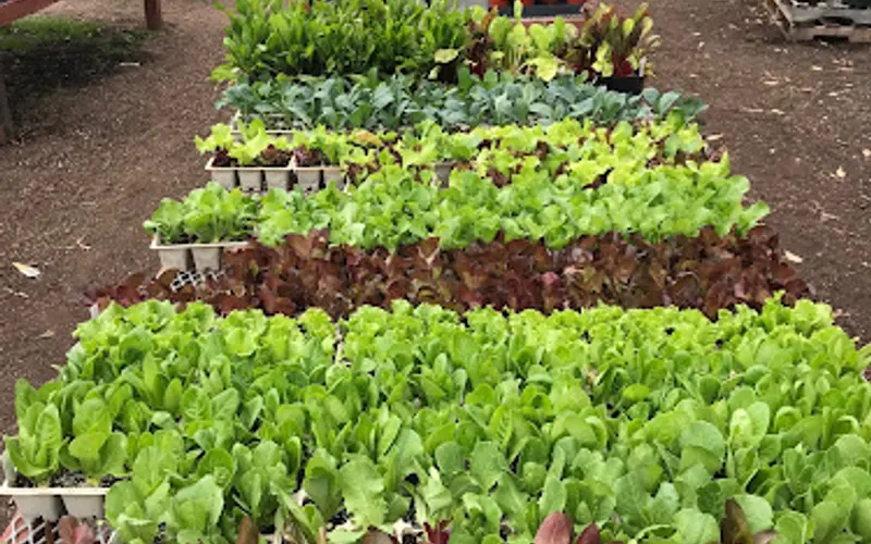 Anderson's La Costa Nursery — Landscaper