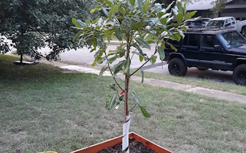 McIntire's Garden Center — Garden center