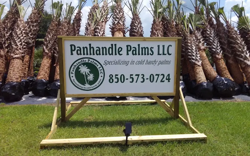 Panhandle Palms LLC — Tree farm