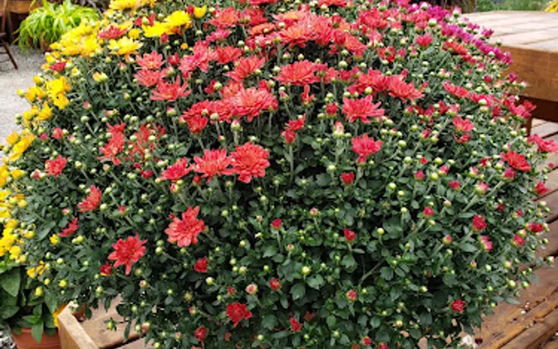 Abma's Farm Market, Greenhouse, and Barnyard Petting Zoo: Wyckoff, NJ — Farmers' market