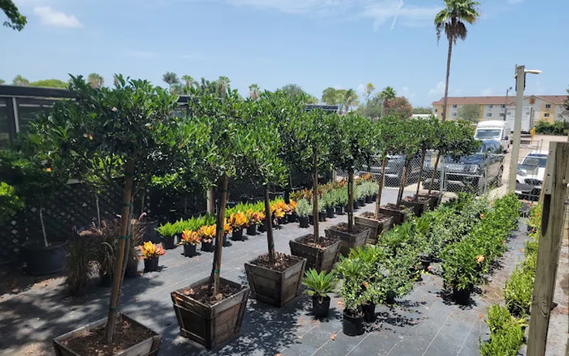 Amplex — Wholesale plant nursery