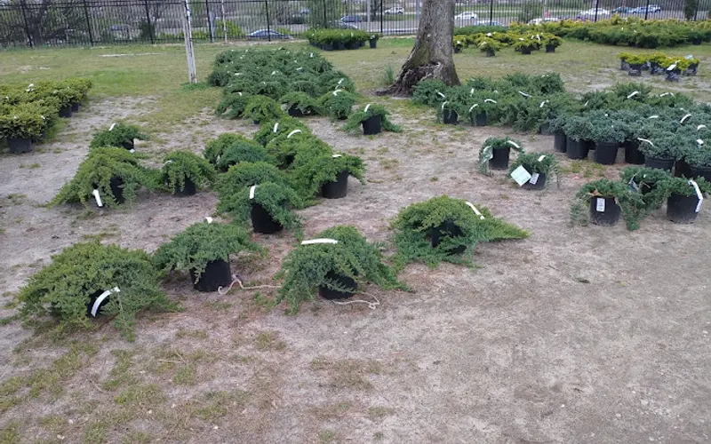 Cheap Sam's Plant Bargains — Garden center