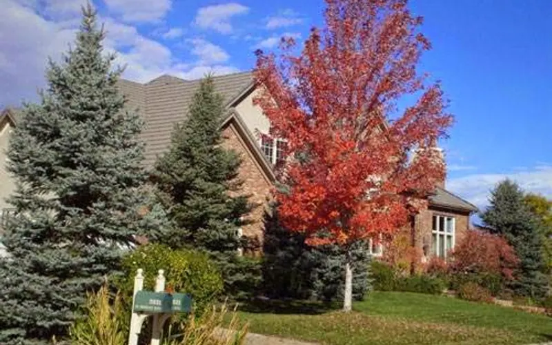 American Arbor Care — Tree service