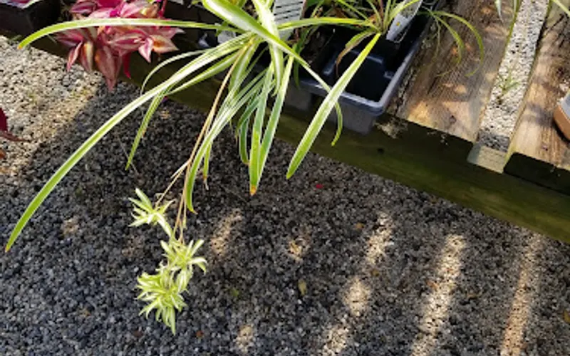Sun & Shade Garden Center — Landscaping supply store