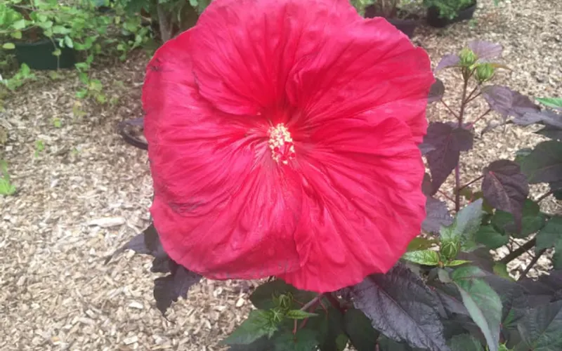 Cosmo's Landscaping and Nursery — Garden center