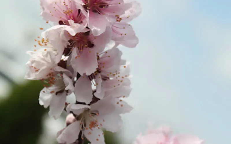 7 Acres Nursery and Landscaping LLC — Landscaper