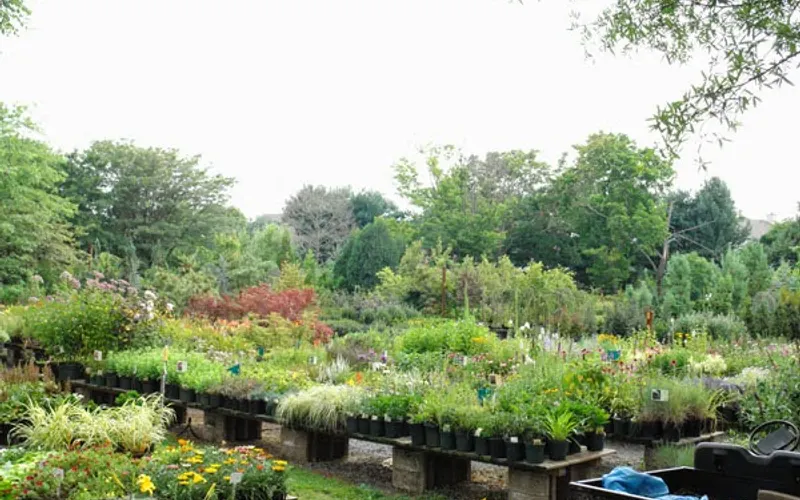 The Village Nurseries — Plant nursery