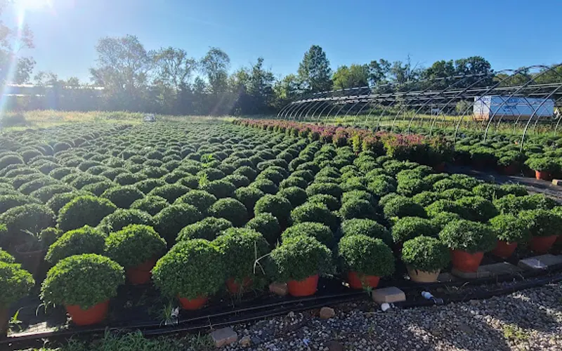 NJ Mulch Mum Stand — Farm