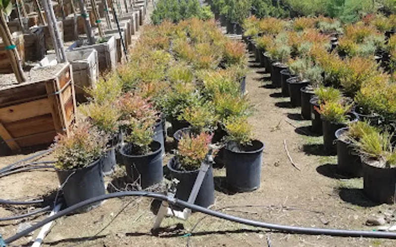 DICE Growers — Plant nursery