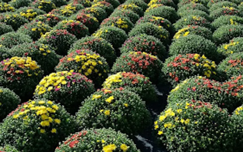 Kawasaki Greenhouses Inc — Greenhouse