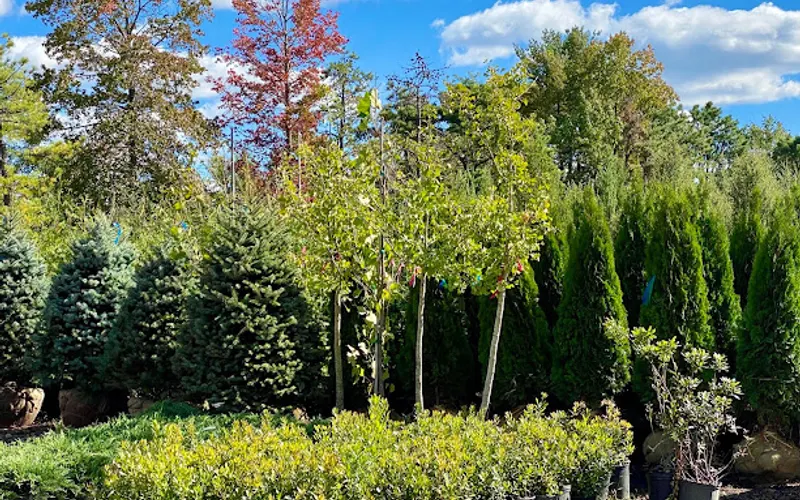 Ocean Wholesale Nursery — Wholesale plant nursery