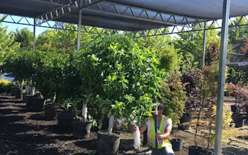 Fiore Nursery & Landscape Supply — Wholesale plant nursery