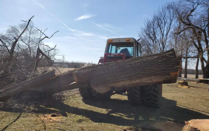 P&J Lawn and Tree Maintenance — Tree service