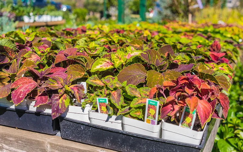Land Care Garden Center — Landscaping supply store