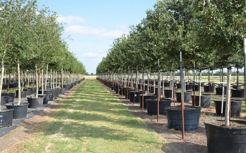 Hope Valley Tree Farm — Tree farm