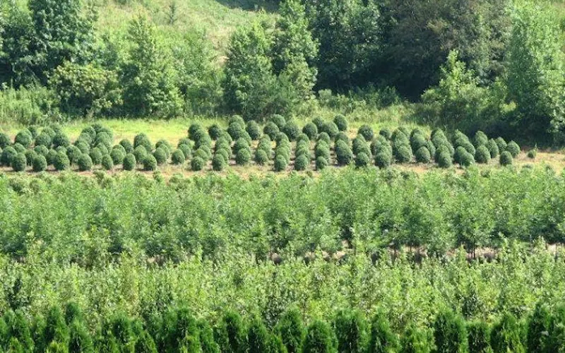 Fitzgerald Nursery Inc — Plant nursery