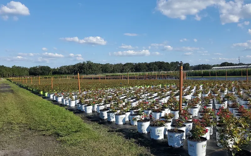 Hibernia Nursery — Wholesale plant nursery