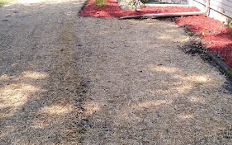 ALB Tree Services — Tree service