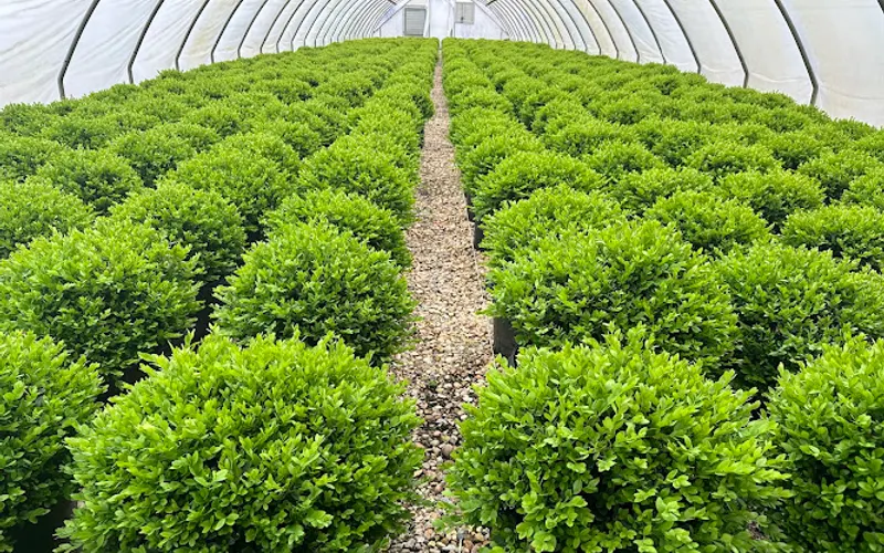 Wilson Nurseries, Inc. and Wilson Landscape Supply, Inc. — Wholesale plant nursery