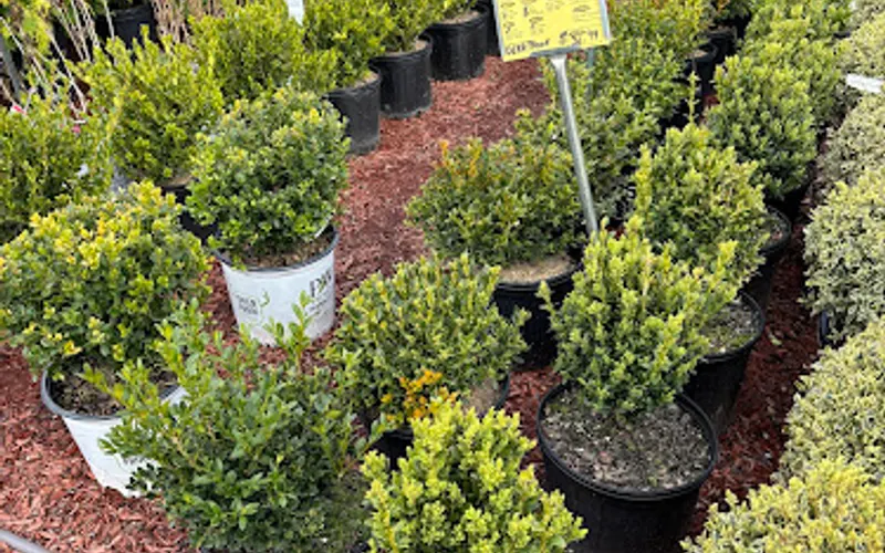 Circle Garden Center — Garden center
