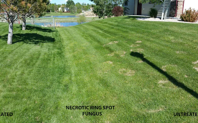 Soil Diva — Garden center