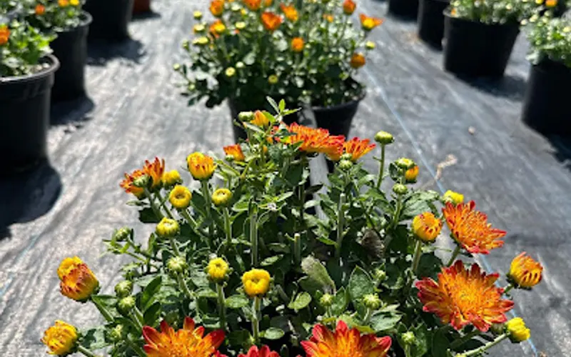 Persons Farms & Greenhouse — Topsoil supplier