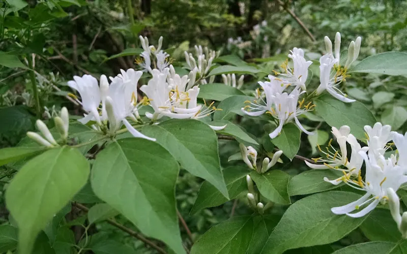 MycoHaus — Garden center