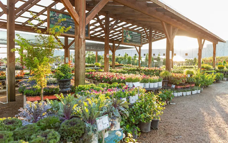 Shades of Texas Wholesale Nursery — Wholesale plant nursery