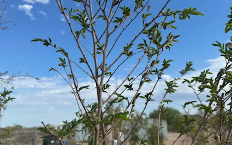 Flower of the Gods Nursery — Plant nursery