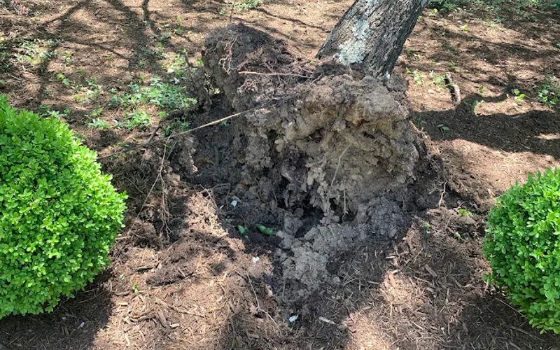 MIB Tree Service — Tree service