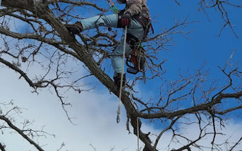 Cross Grain Inc. — Tree service