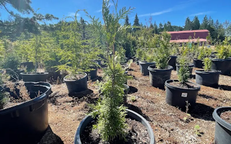 NW Tree Nursery — Tree farm