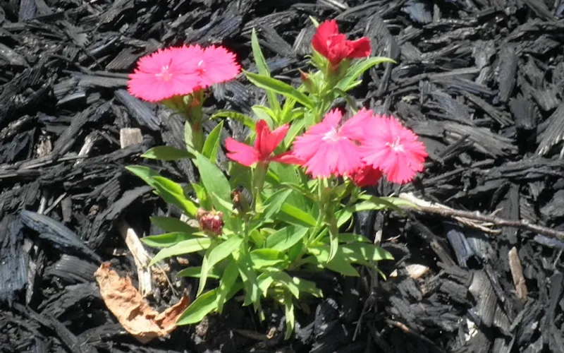 Treadstone — Mulch supplier