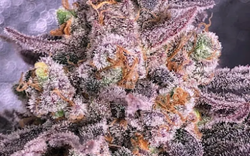 Frosty Gardens LLC — Garden center