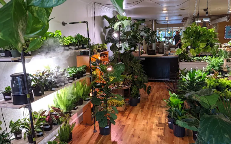 Back Alley House Plants — Garden center