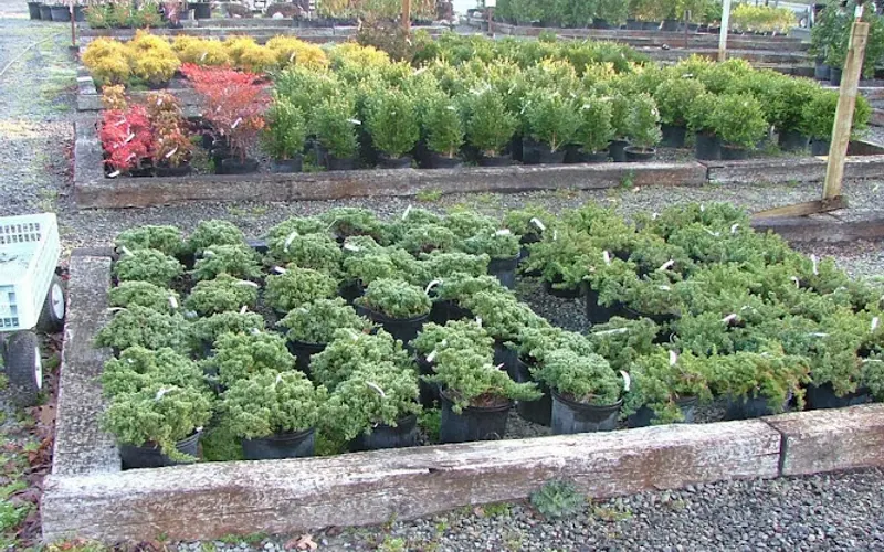 Stafford Nursery Inc — Topsoil supplier