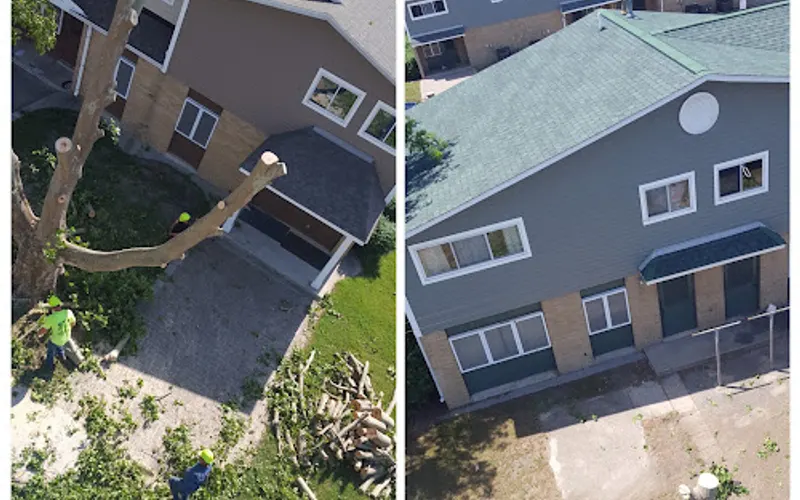 Ciscos Tree Service and more — Tree service