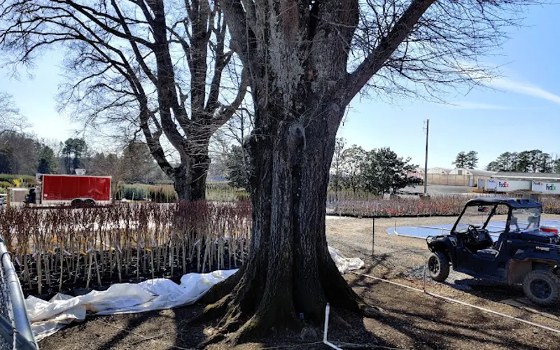 Fast Growing Trees — Plant nursery