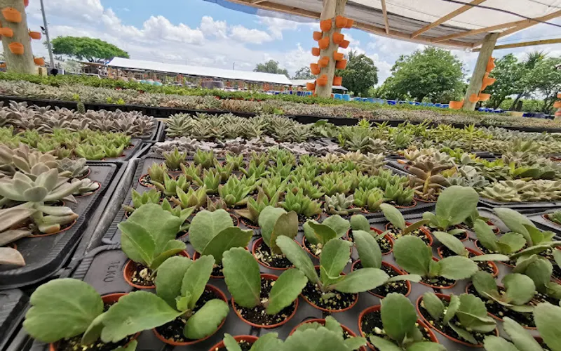 Isaac Farms — Plant nursery