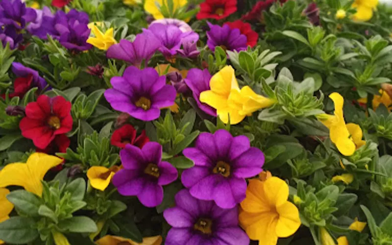 McCauley's Farm — Landscaping supply store