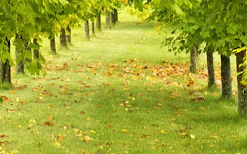 Augusta Groundworks — Sod supplier
